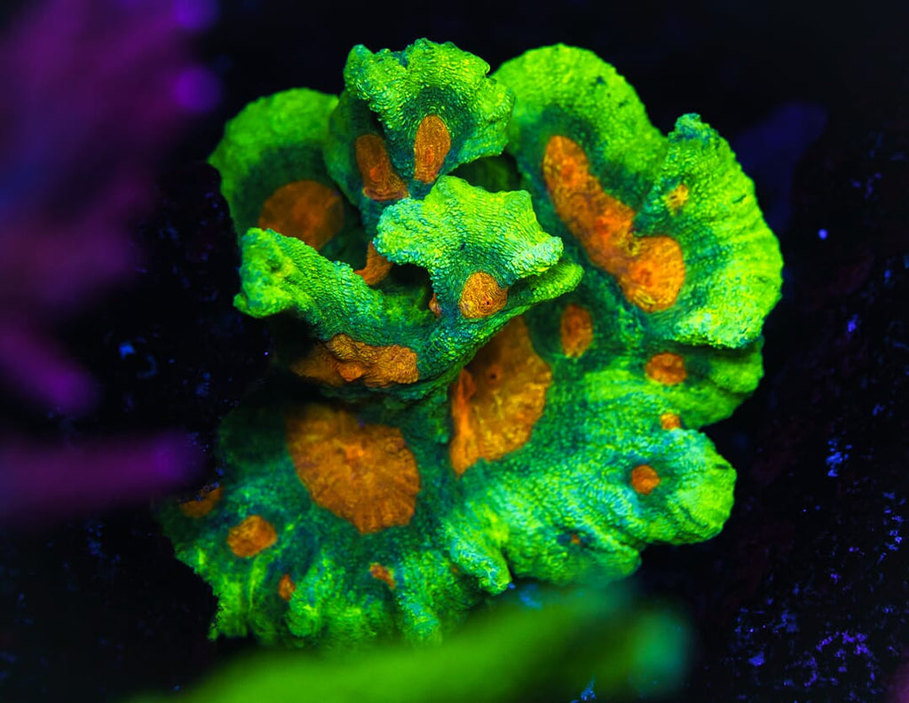 Space Invader Pectinia