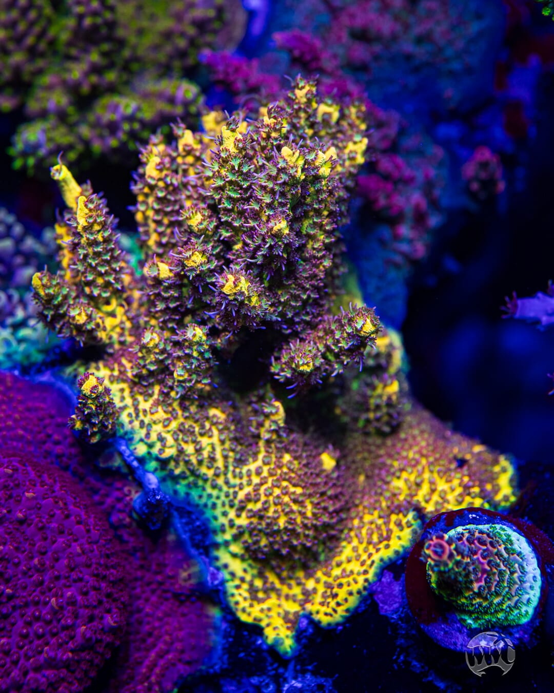 Tyree Pink Lemonade Acropora