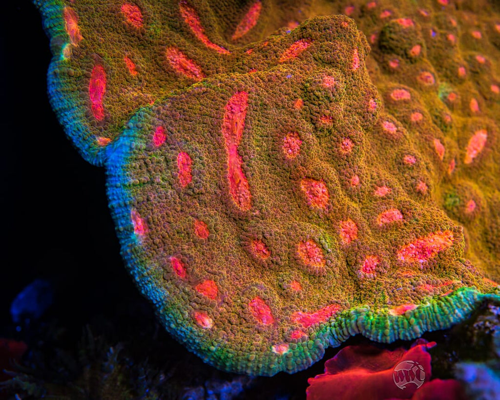 Tyree Mummy Eye Chalice