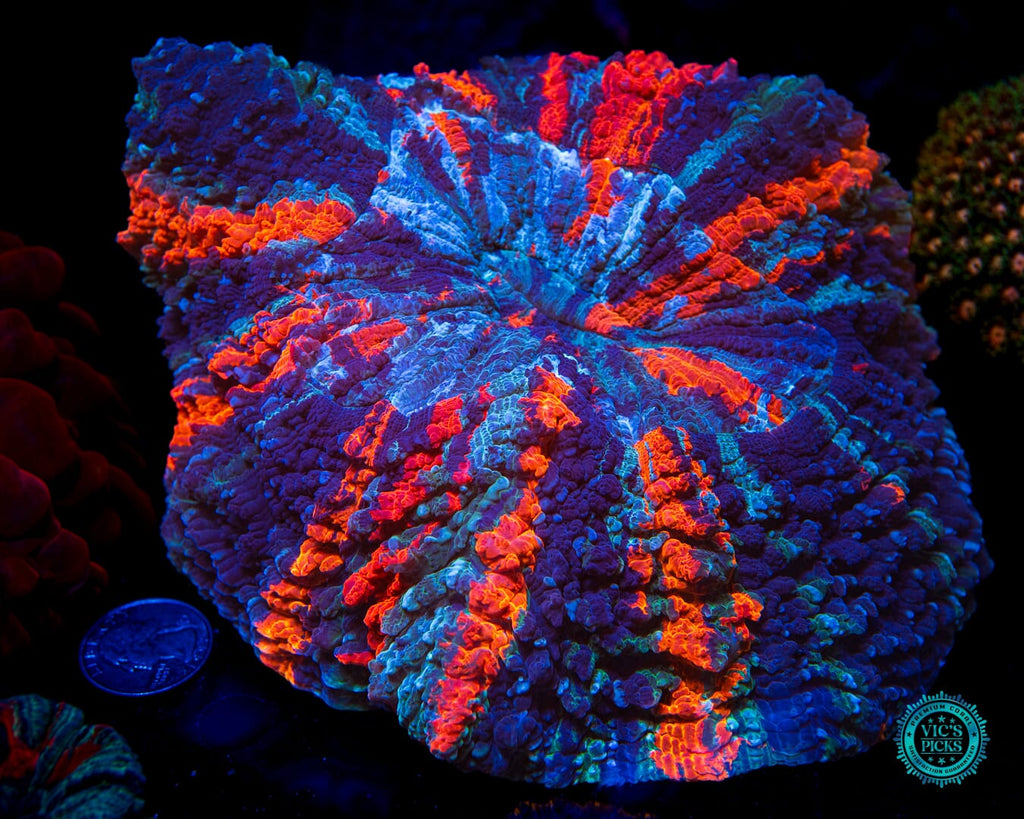 Thunder Flash Acanthophyllia