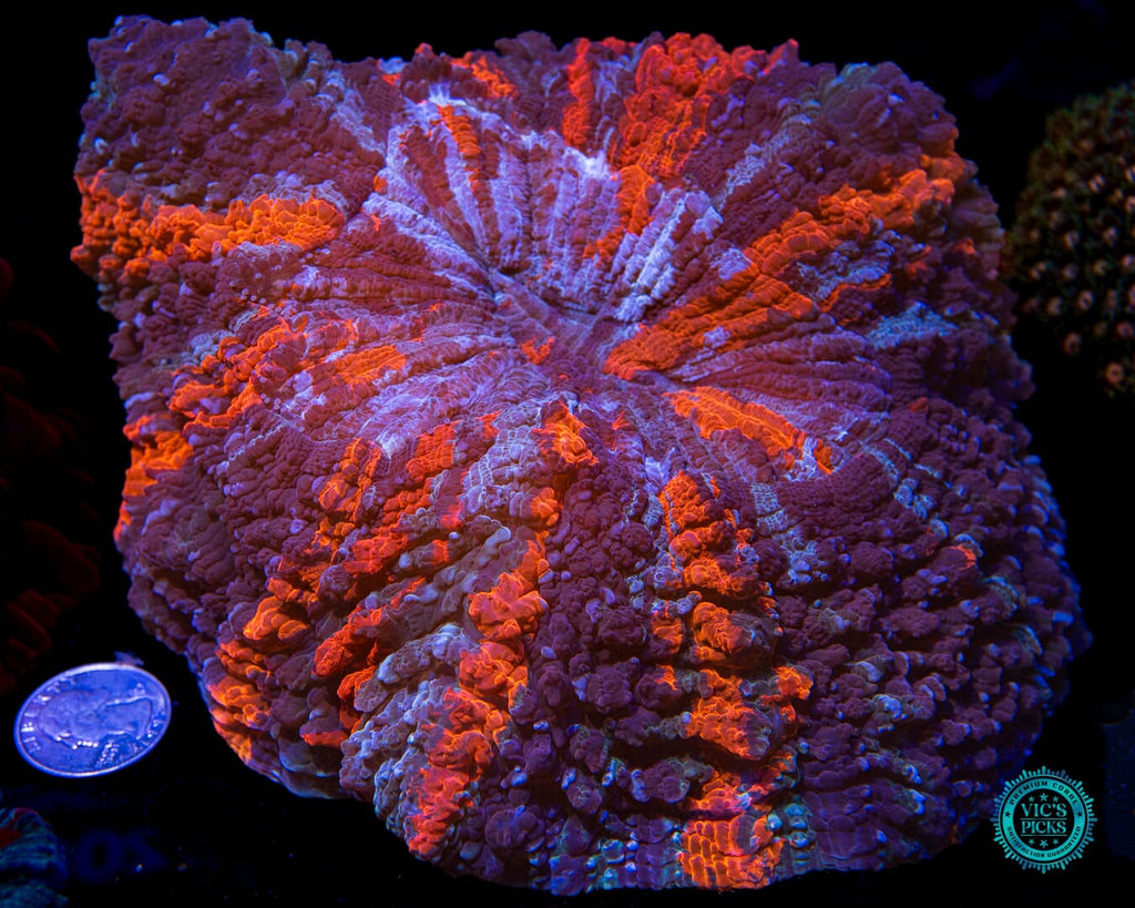 Thunder Flash Acanthophyllia