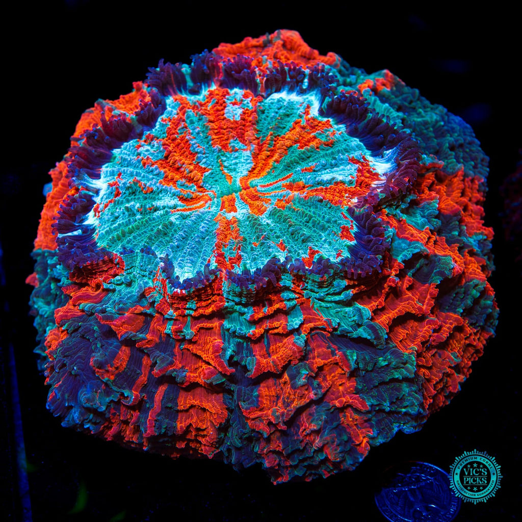 Firestorm Acanthophyllia