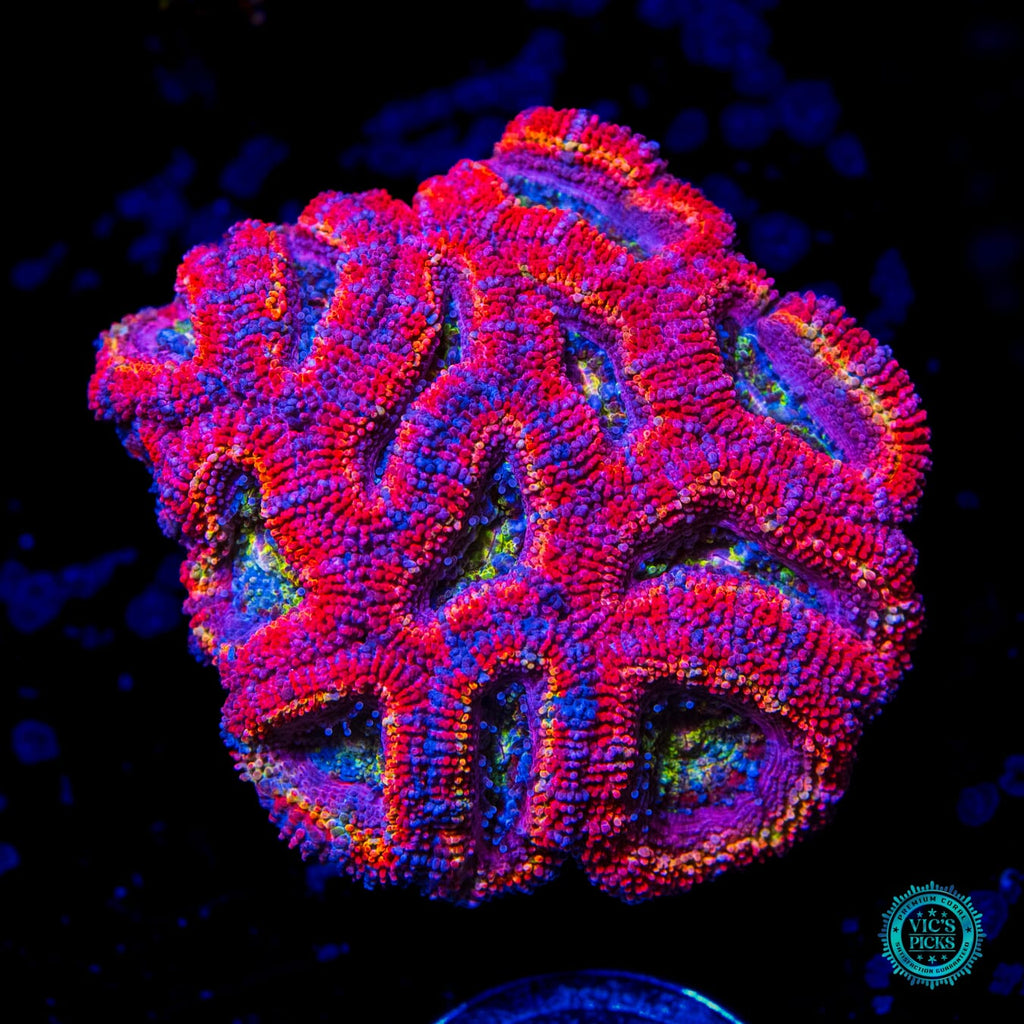 Treasure Island Aussie Lord