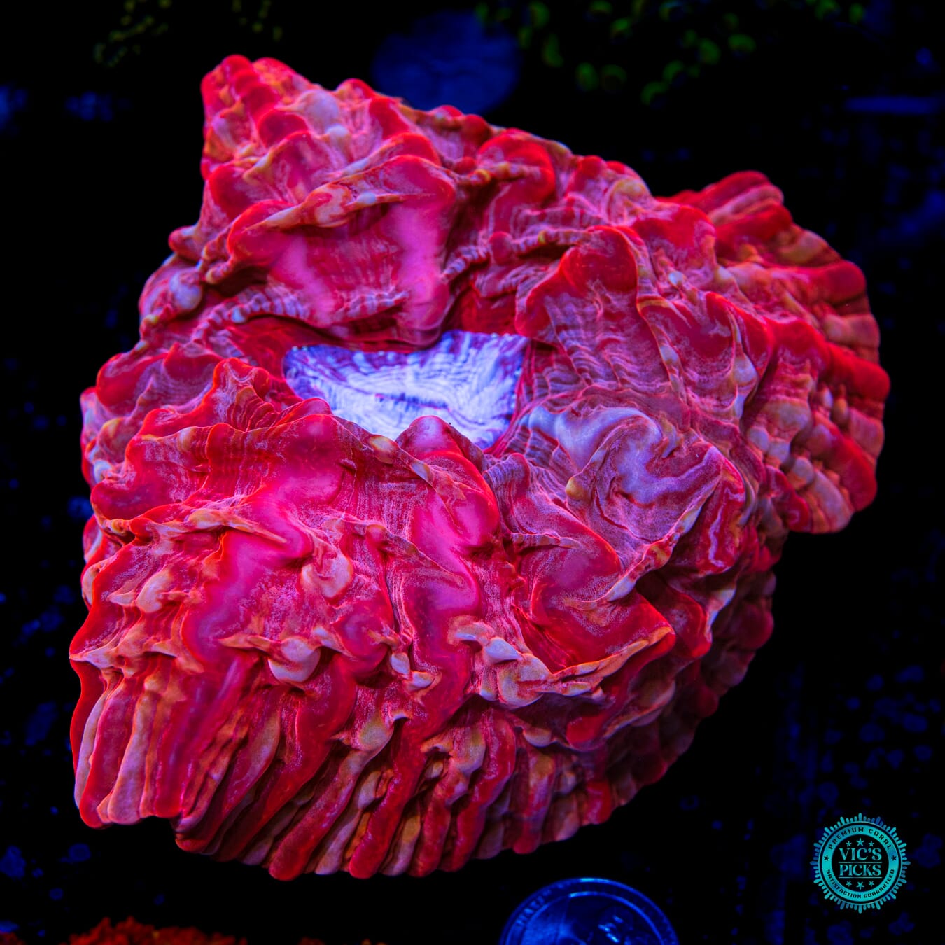 Vanuatu Valentine Indophyllia