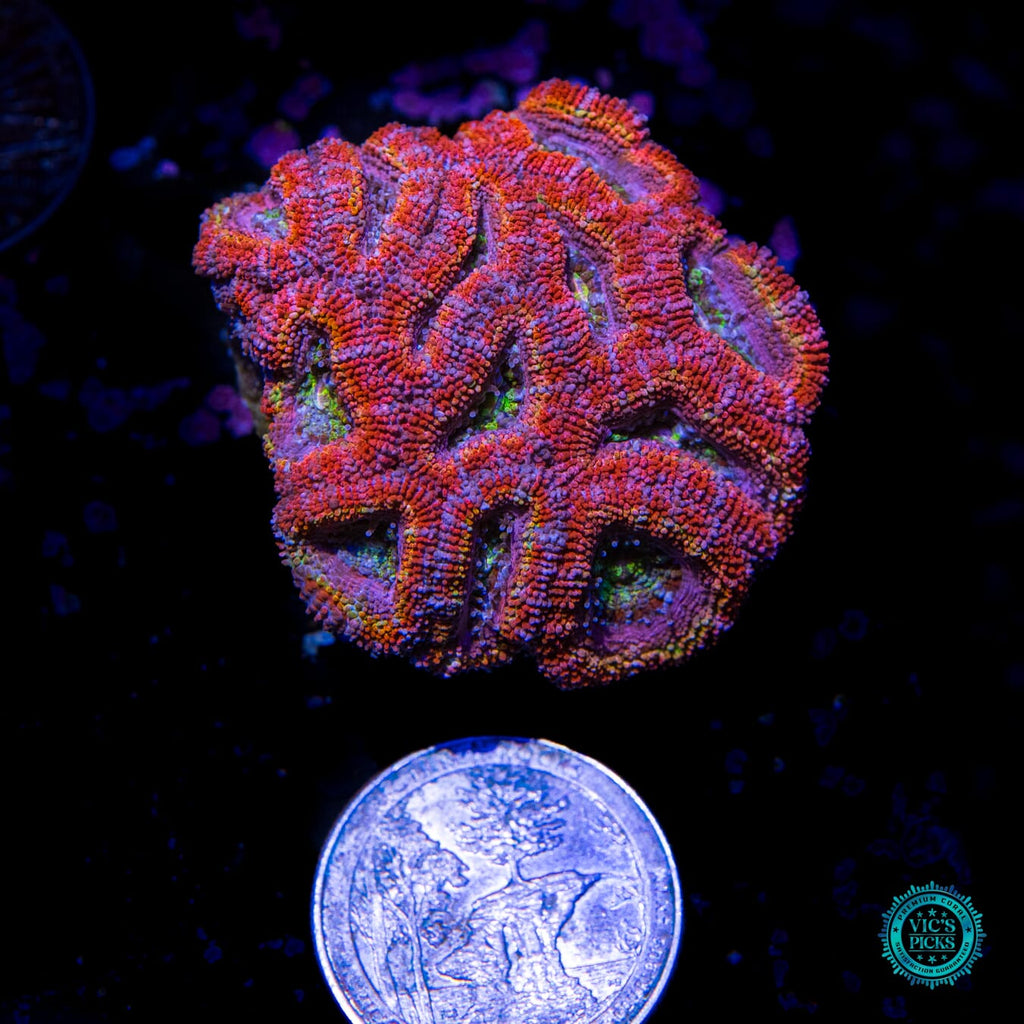 Treasure Island Aussie Lord