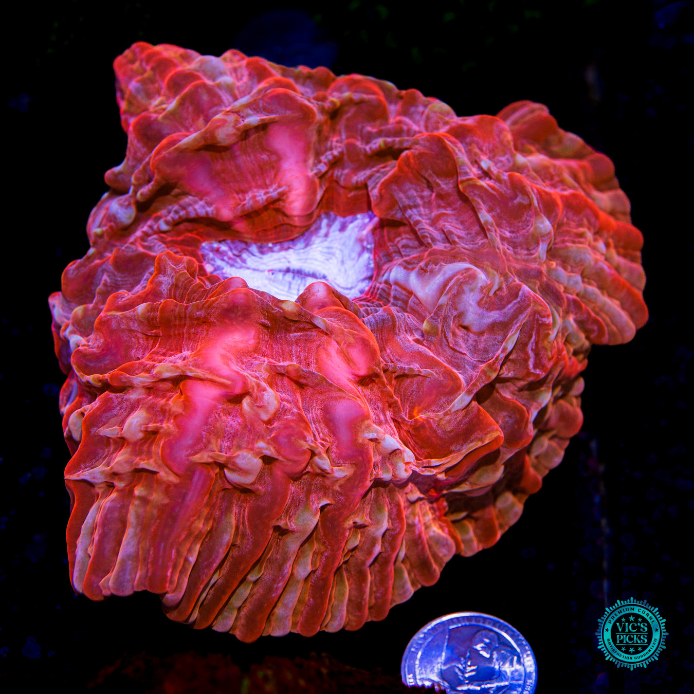 Vanuatu Valentine Indophyllia