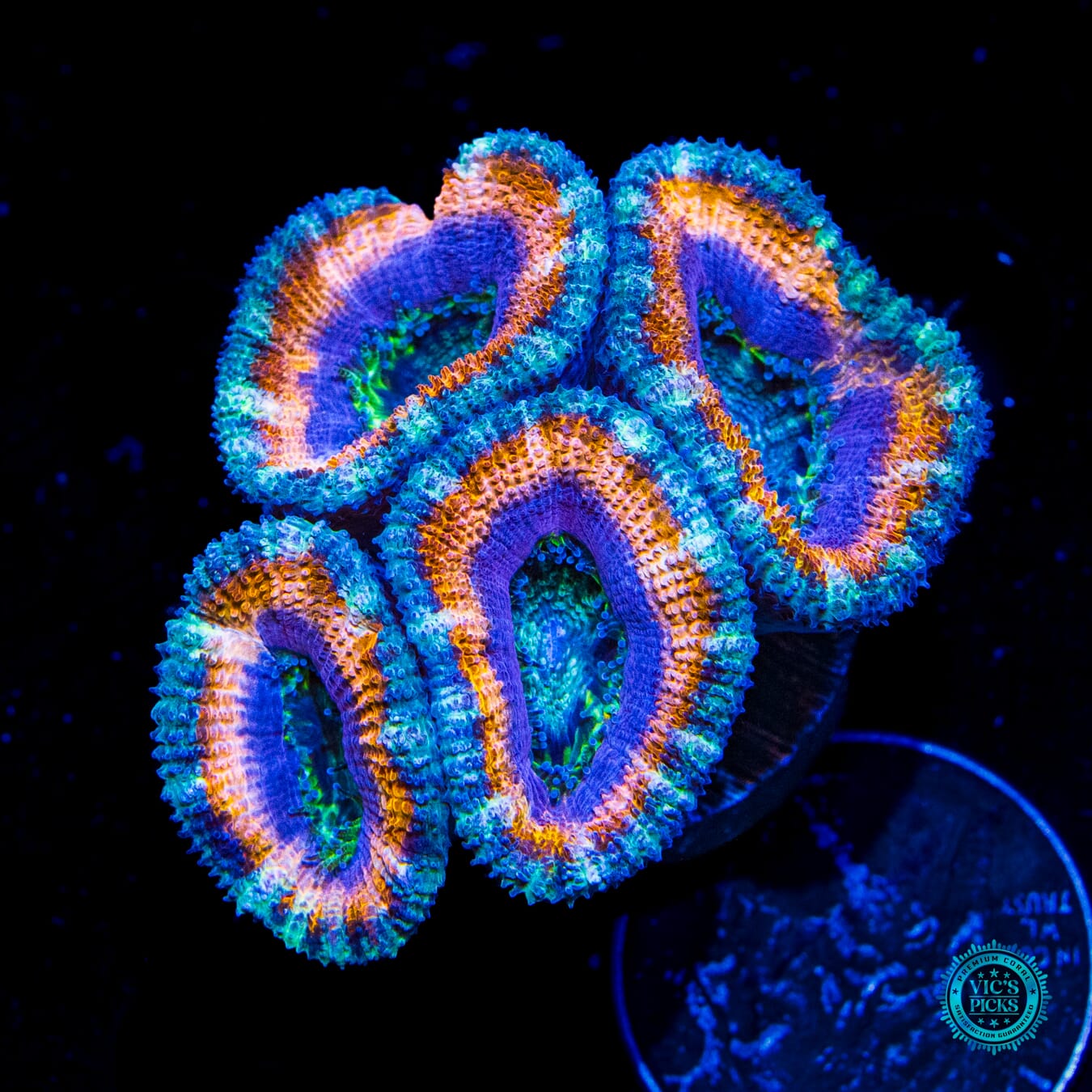 WWC Smirnof Ice Aussie Lord