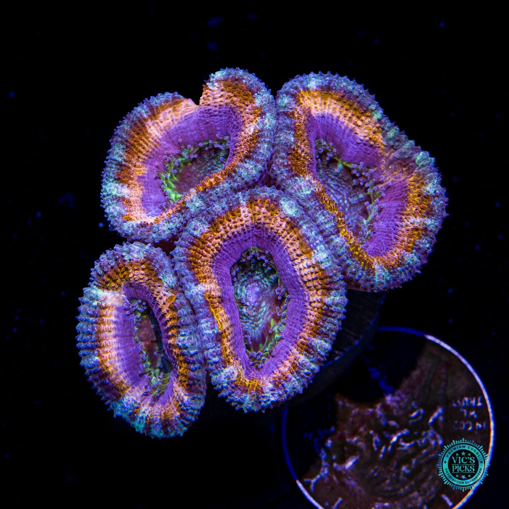 WWC Smirnof Ice Aussie Lord