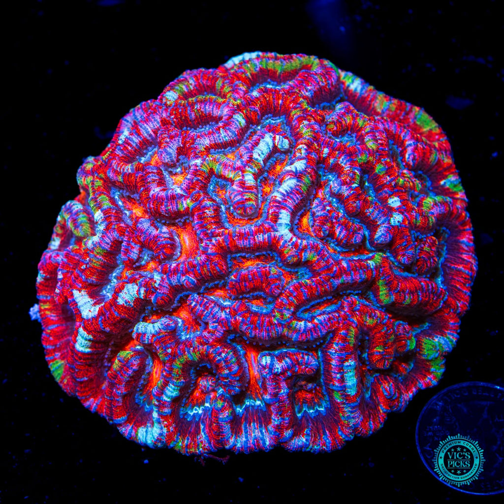 Love Tiger Symphyllia Wilsoni