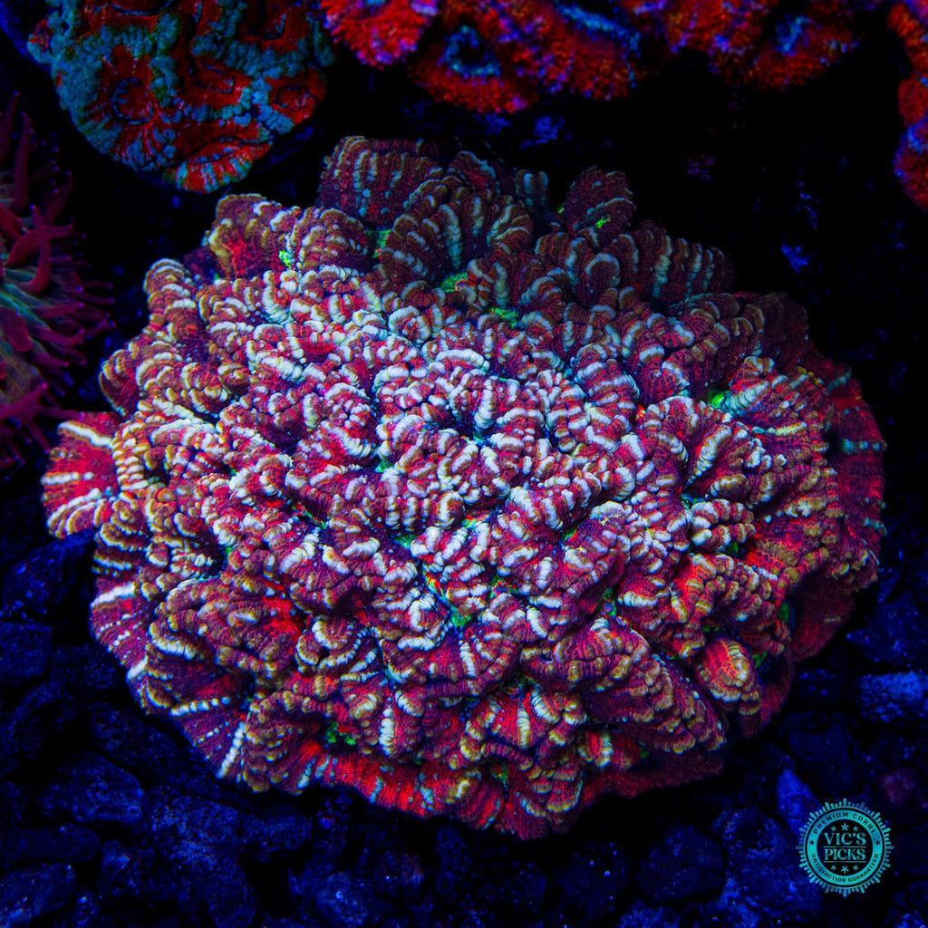 Silver Tiger Symphyllia Wilsoni