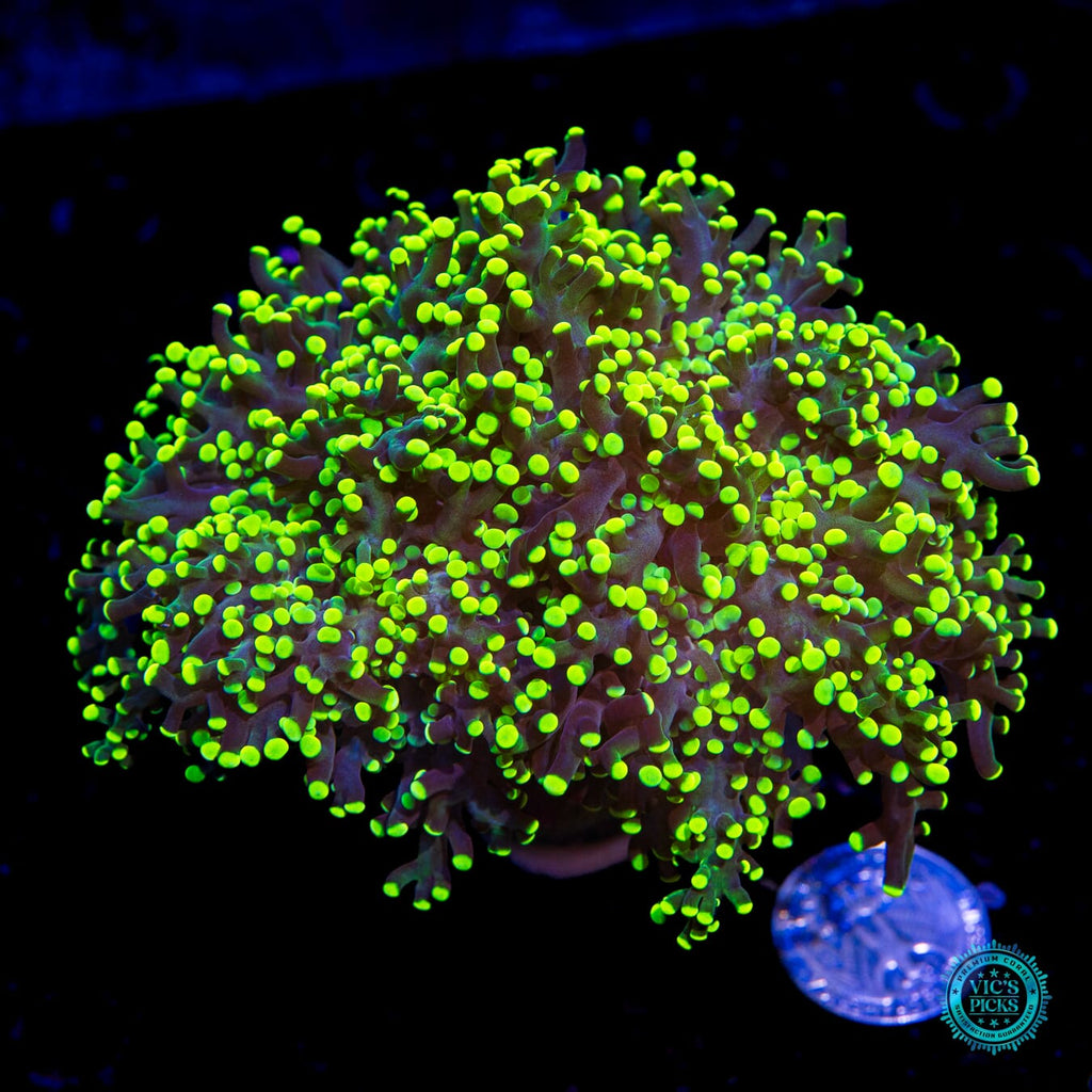 Glowbug Branching Frogspawn
