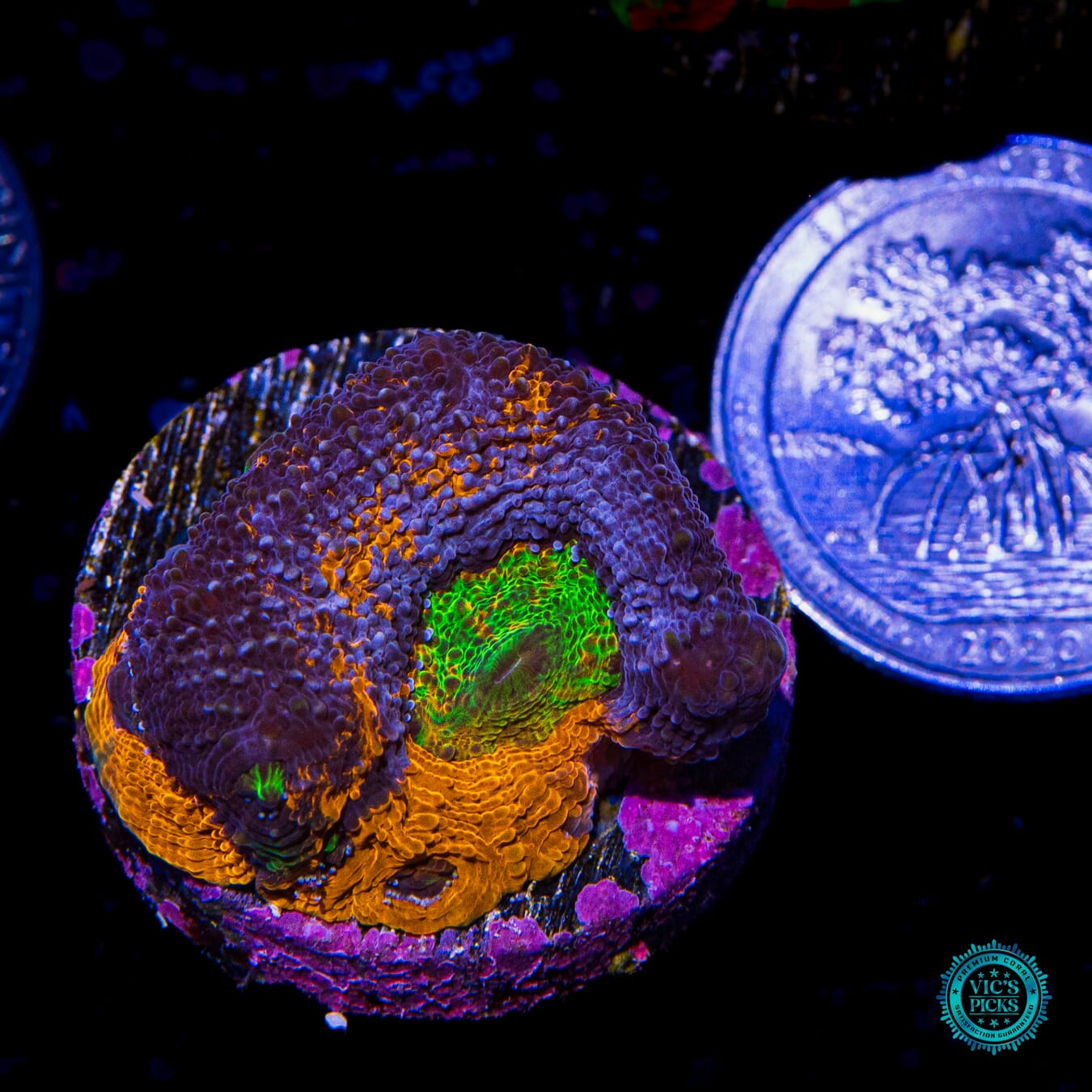 WWC Mango Tango Echinata