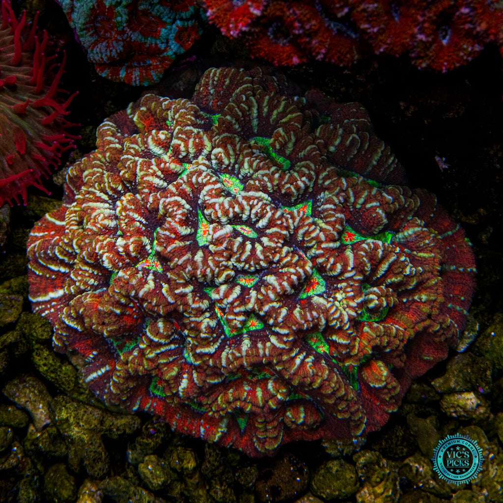 Silver Tiger Symphyllia Wilsoni