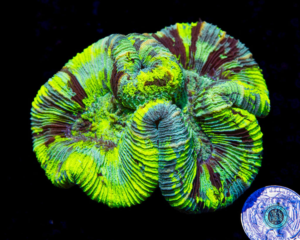 Poison Cloud Trachyphyllia