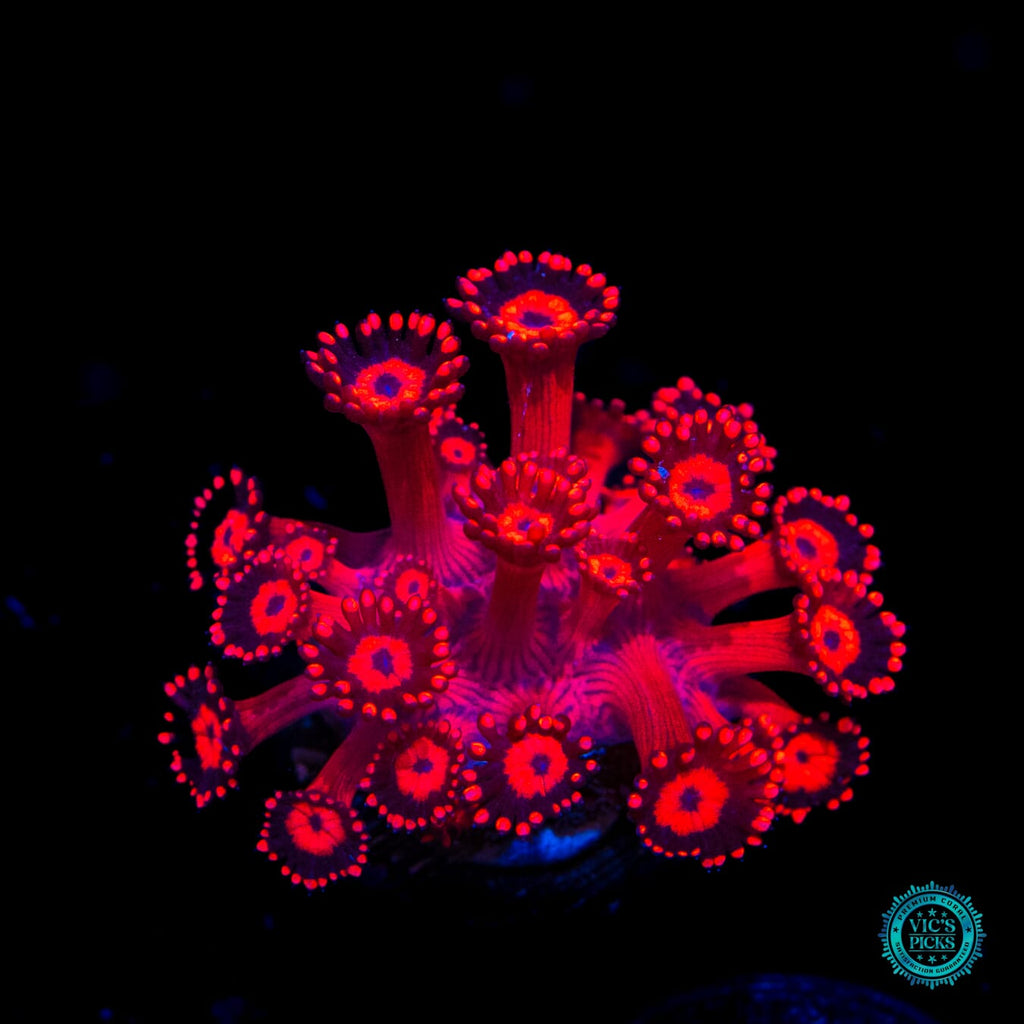 Ragin Rojo Goniopora