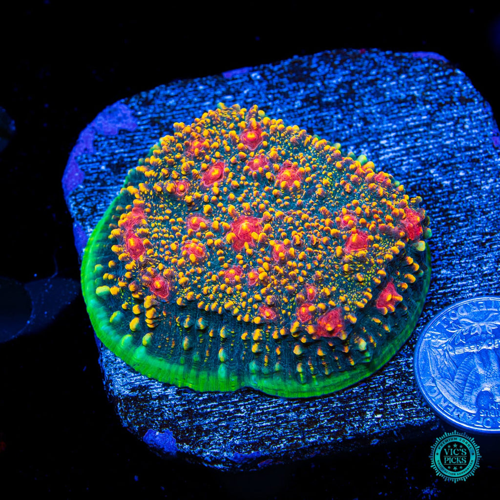 WWC Mountain Dew Chalice