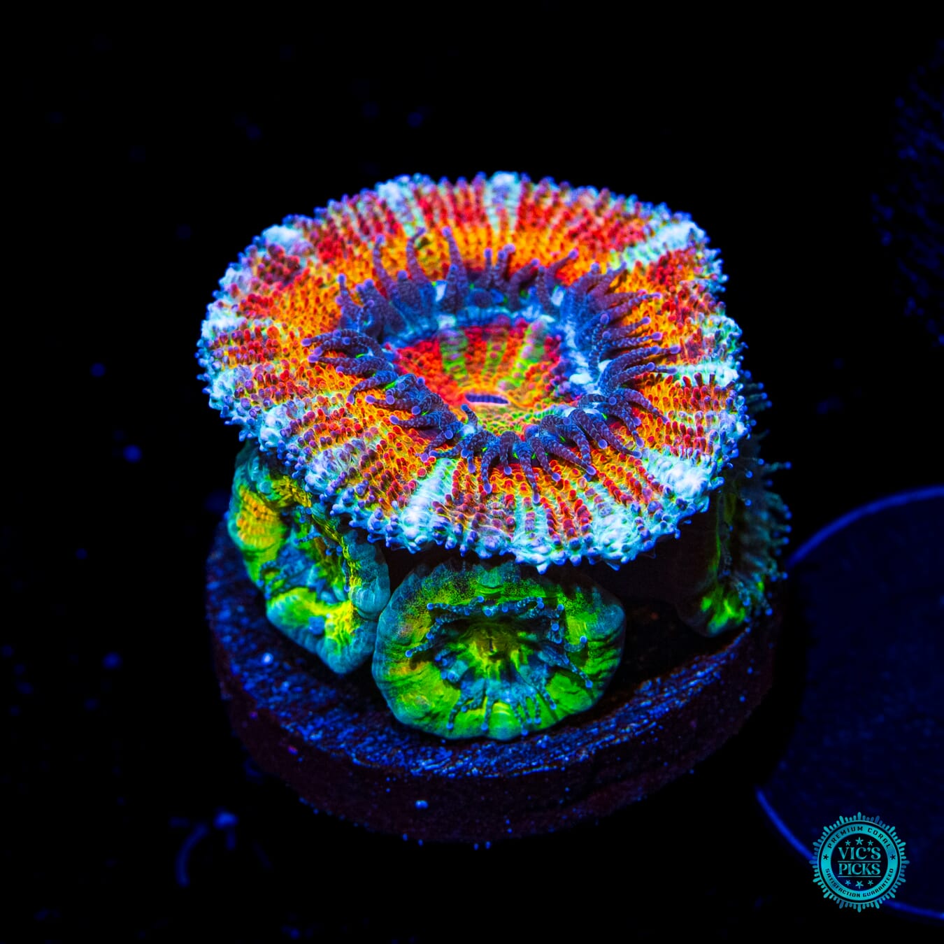 WWC Clown Car Aussie Lord