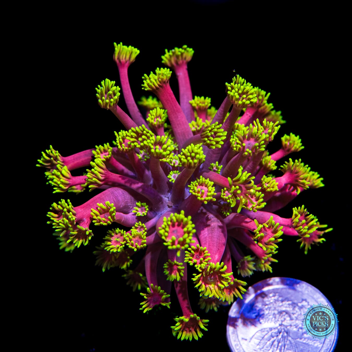 WWC Hollywood Nights Goniopora