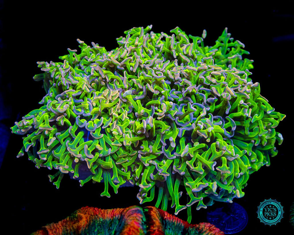 XL Bubbleyum Wall Hammer