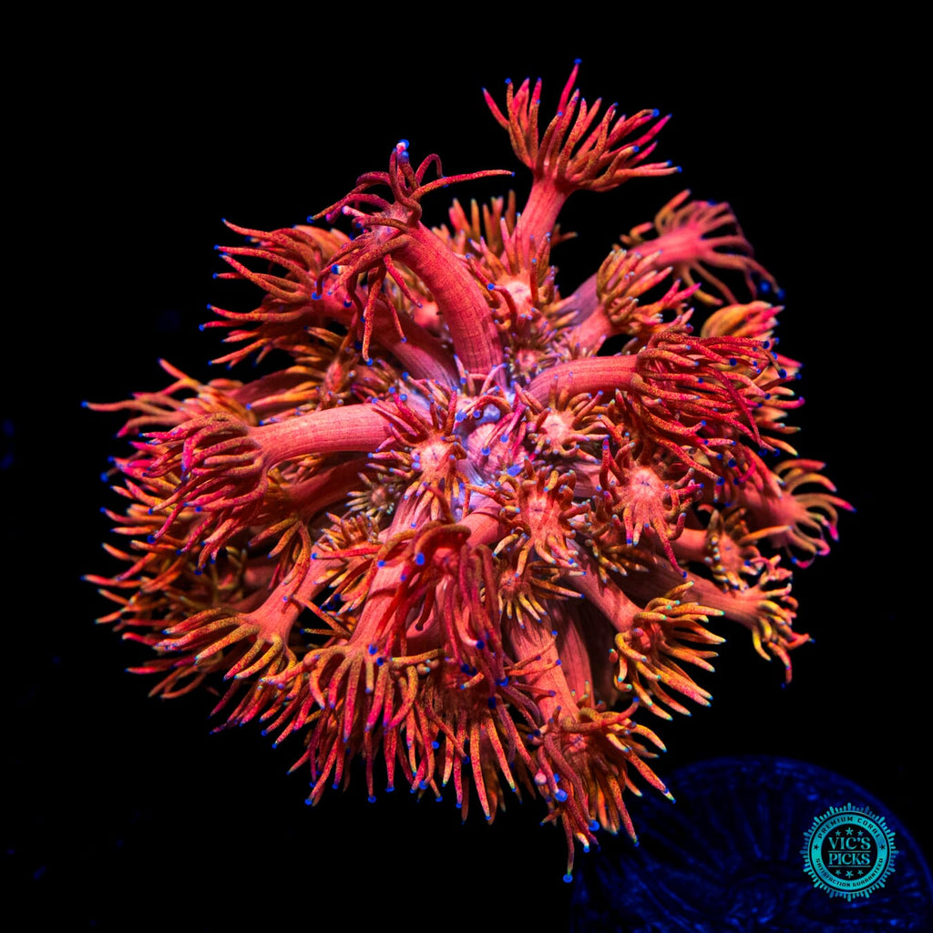 WWC Mango King Goniopora