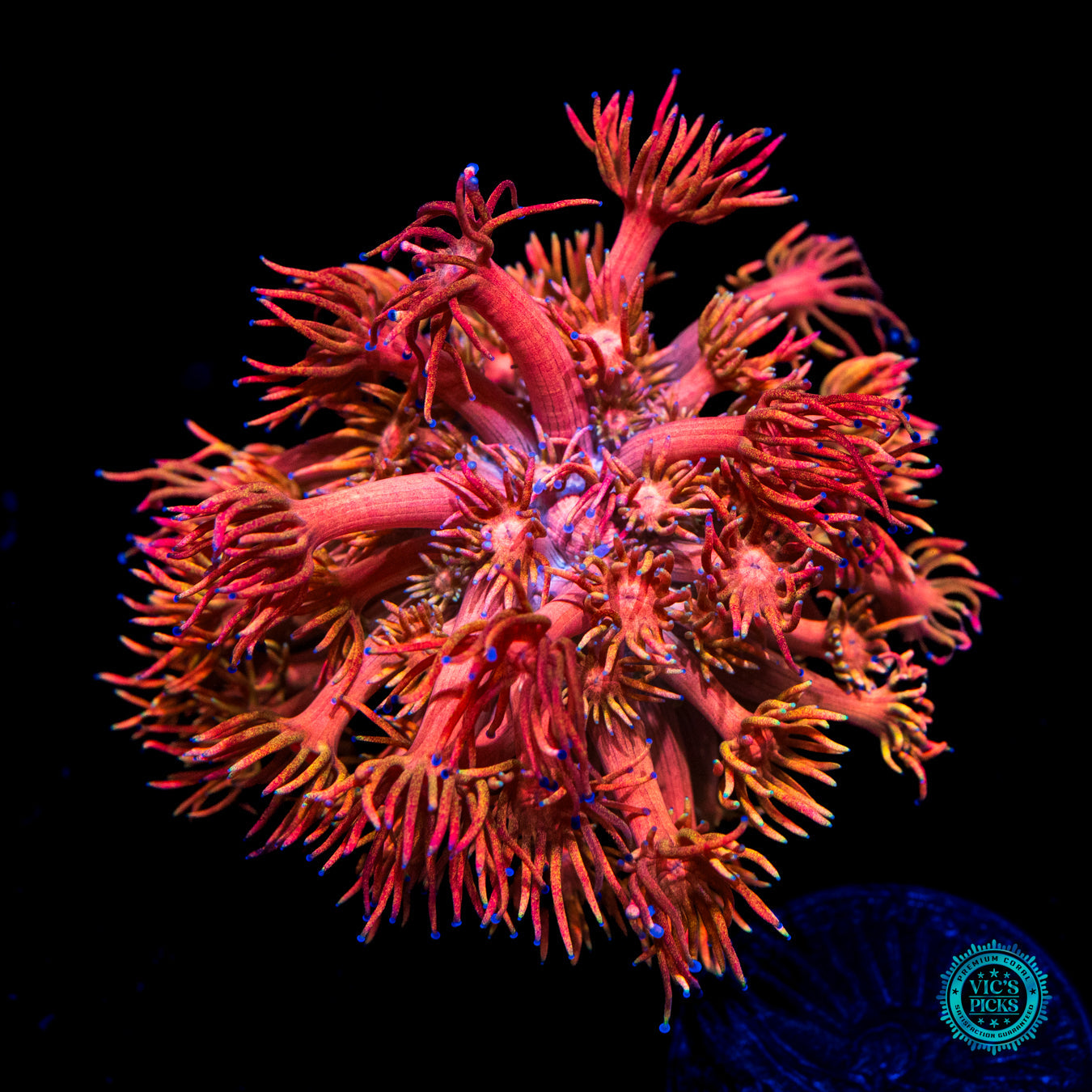 WWC Mango King Goniopora