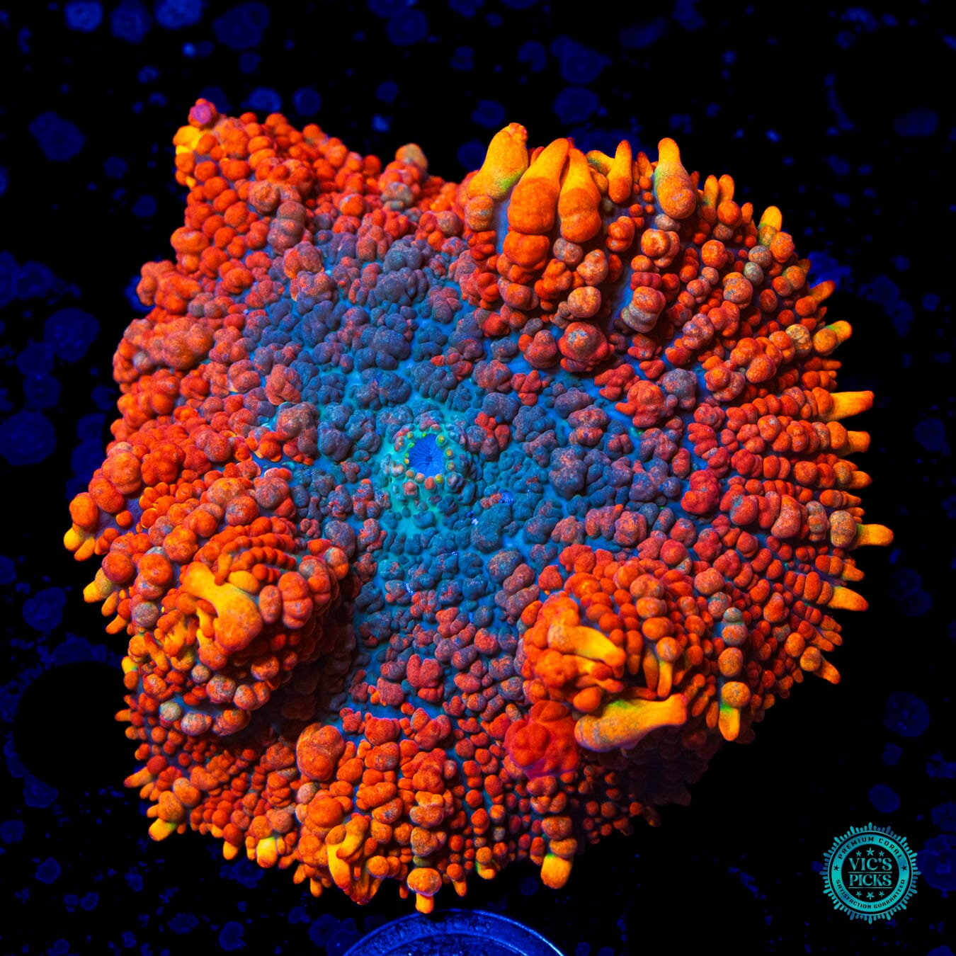 WWC King Julius Rhodactis Mushroom