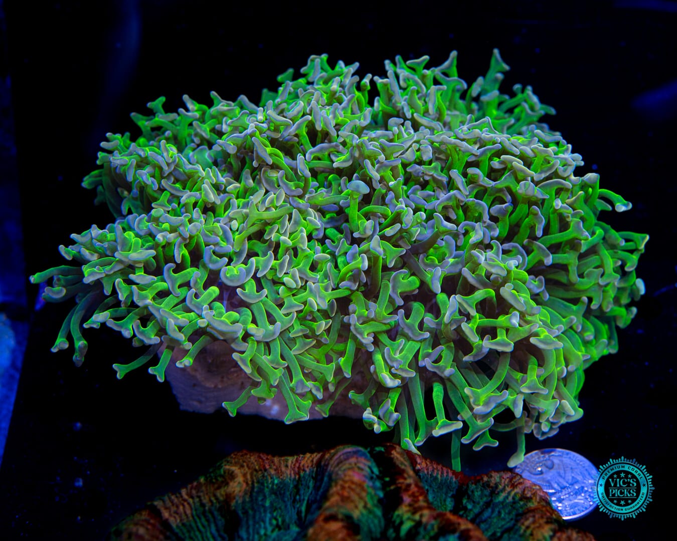 XL Bubbleyum Wall Hammer