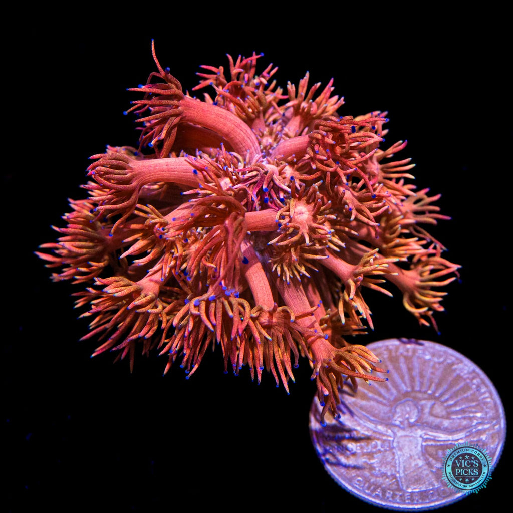 WWC Mango King Goniopora