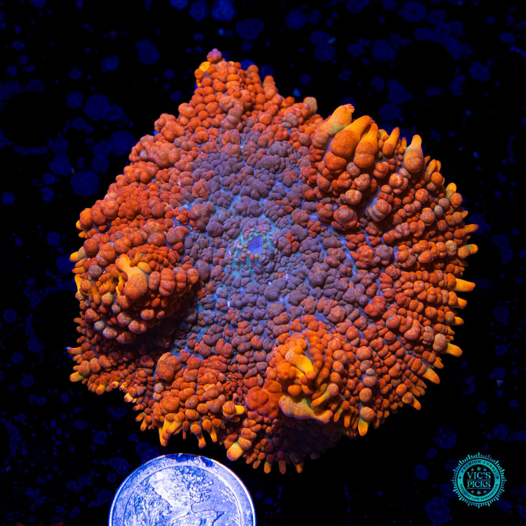 WWC King Julius Rhodactis Mushroom