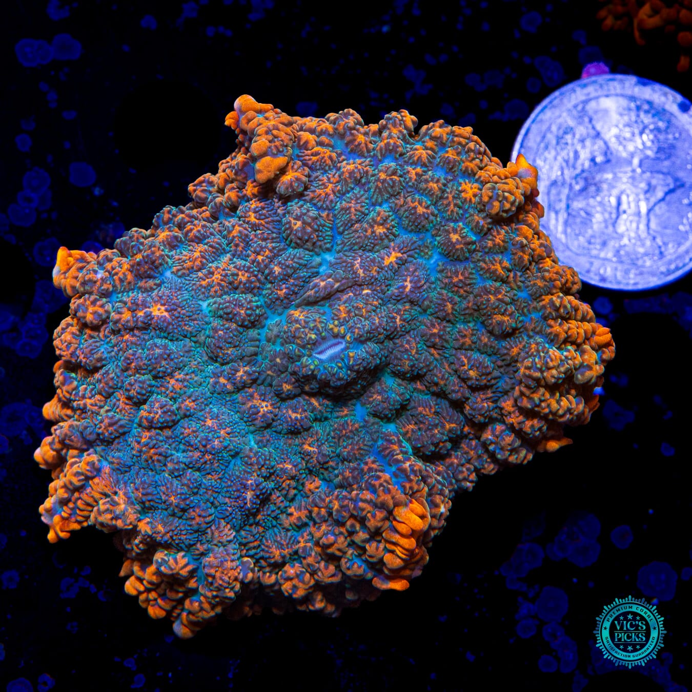 WWC Dragon Pulse Rhodactis Mushroom