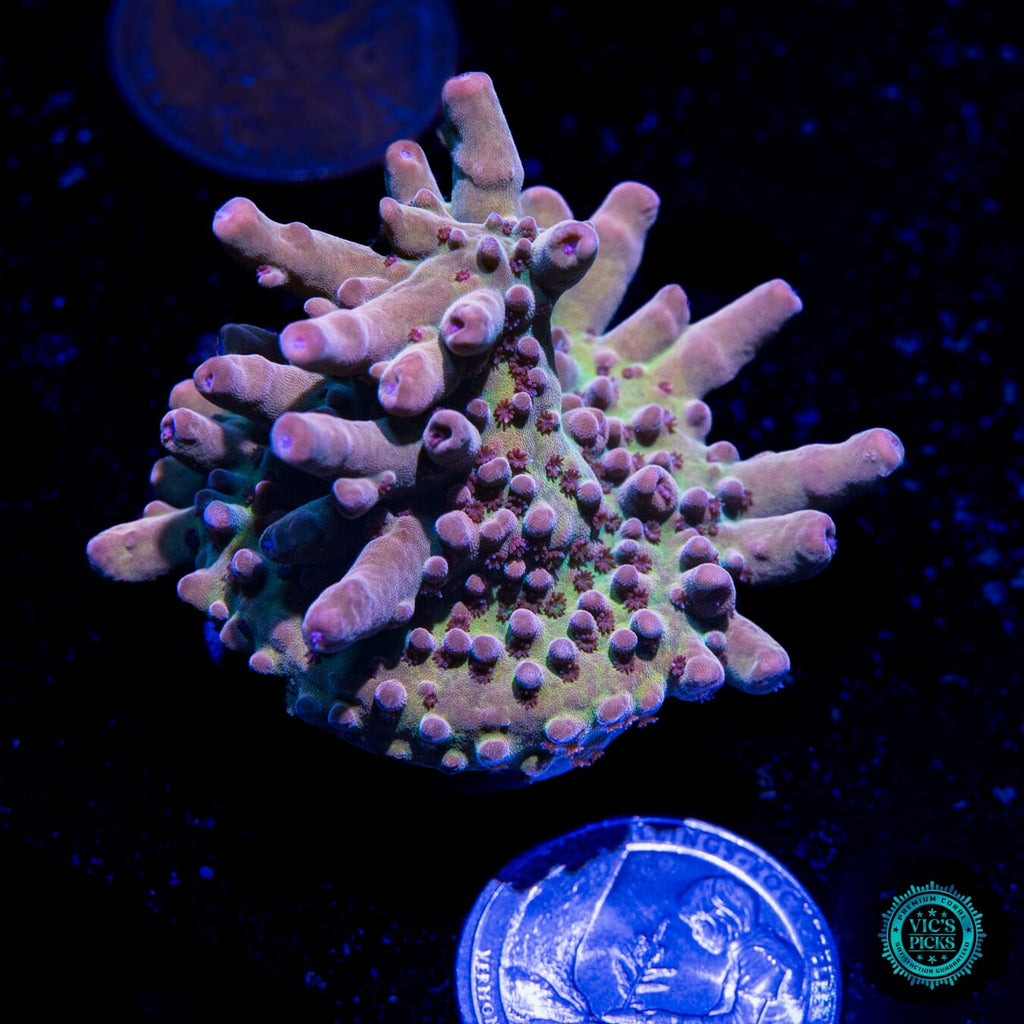 WWC Big Hoss Acropora