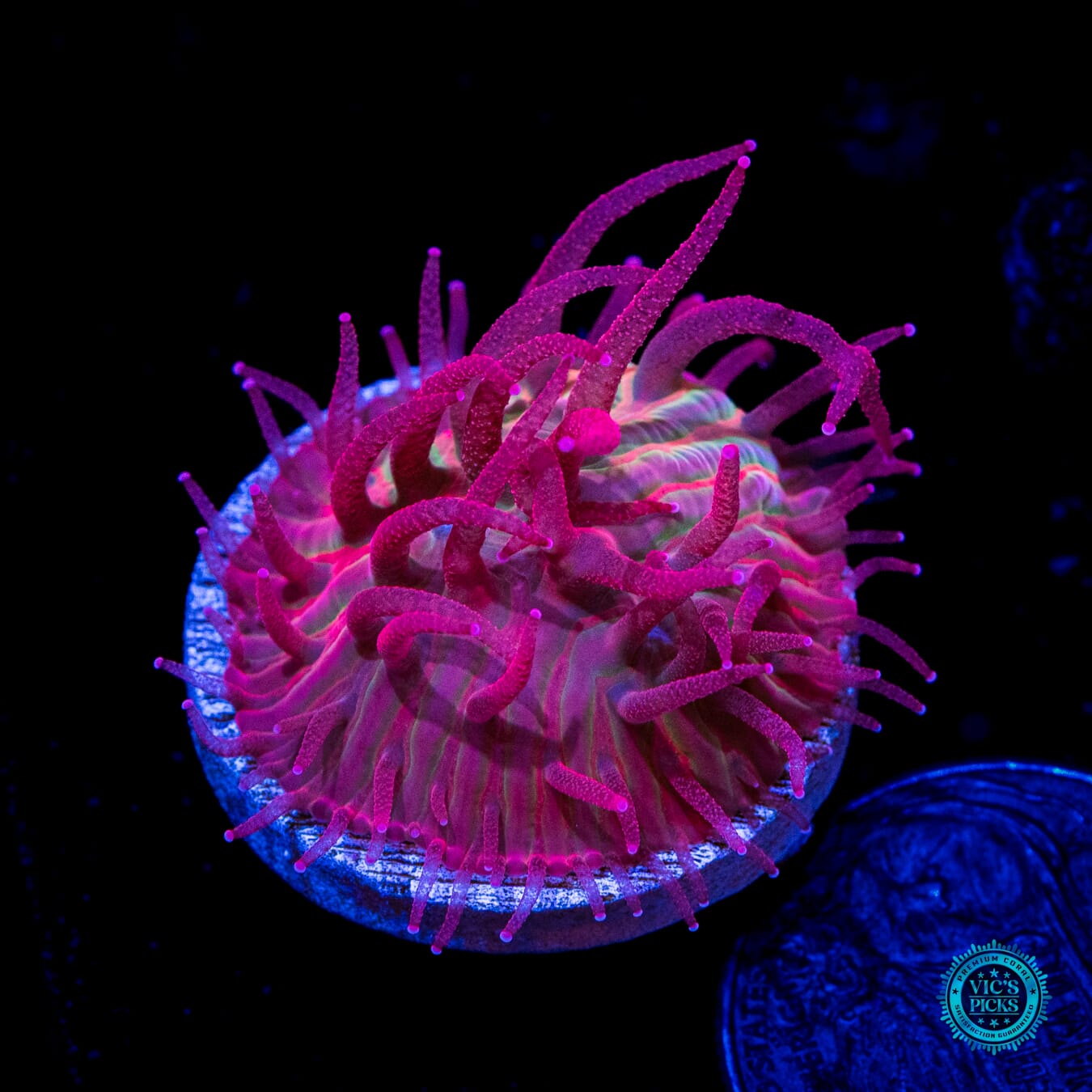 WWC Zombie Apocalypse Diaseris Plate Coral