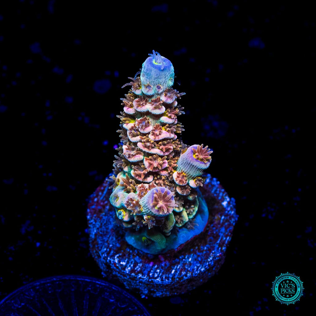 WWC Painkiller Tenuis Acropora