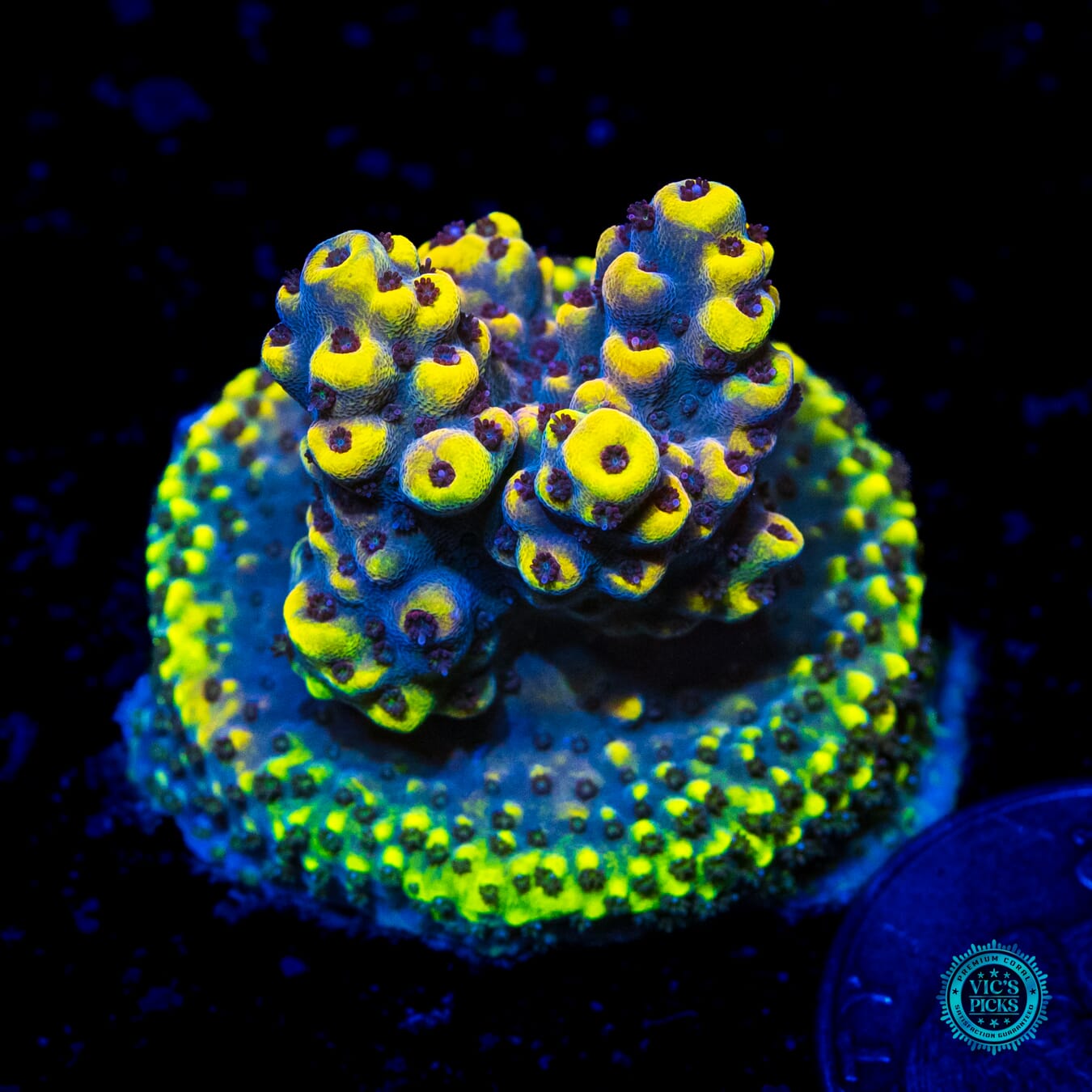 WWC Honeycomb Acropora