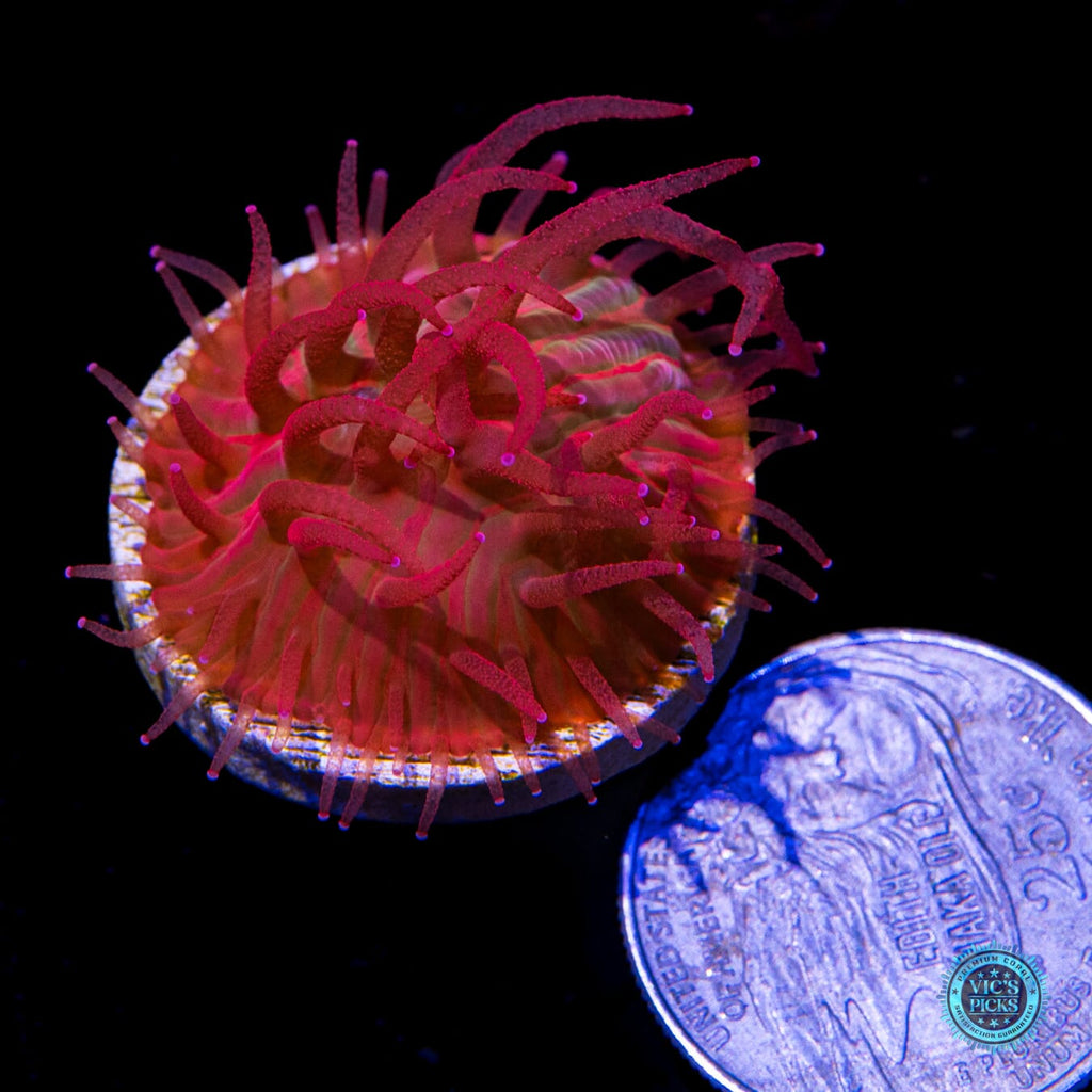 WWC Zombie Apocalypse Diaseris Plate Coral