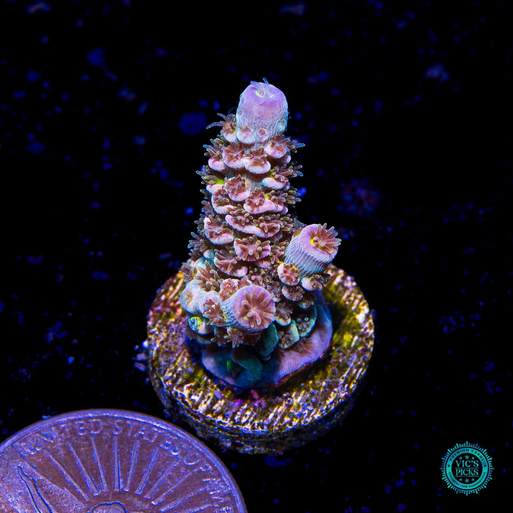 WWC Painkiller Tenuis Acropora