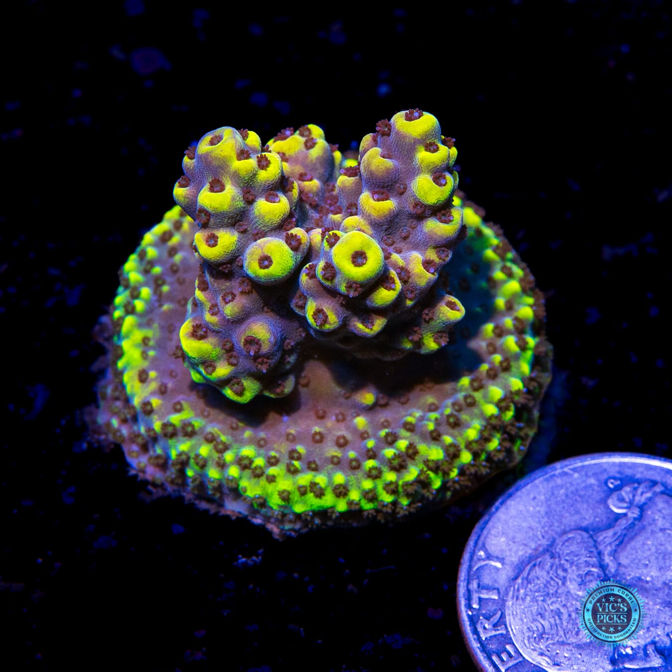 WWC Honeycomb Acropora