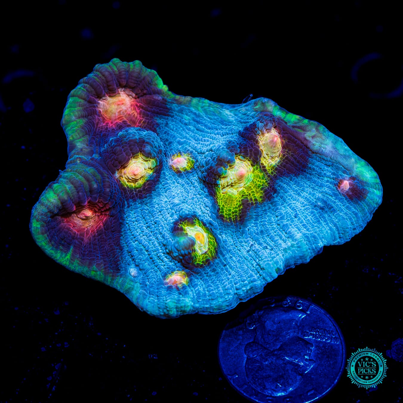 WWC Shattered Star Mycedium Chalice