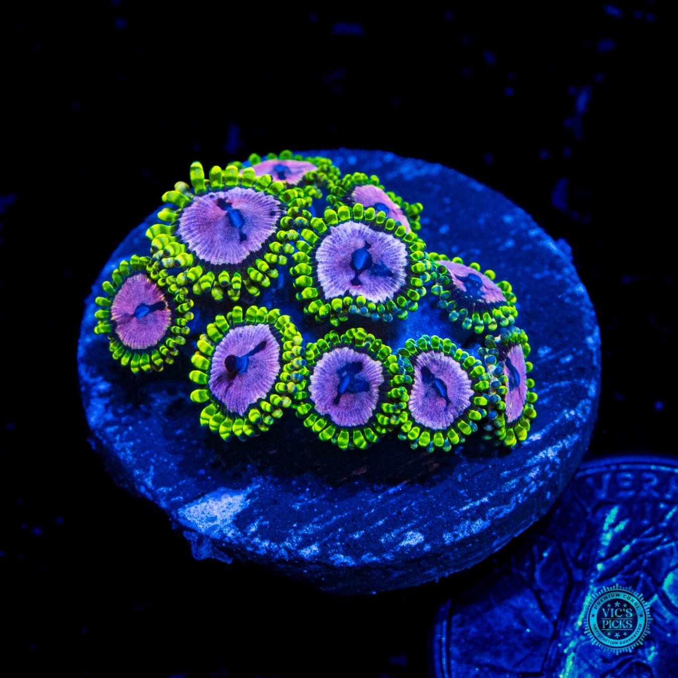 WWC Purple Monster Zoanthids