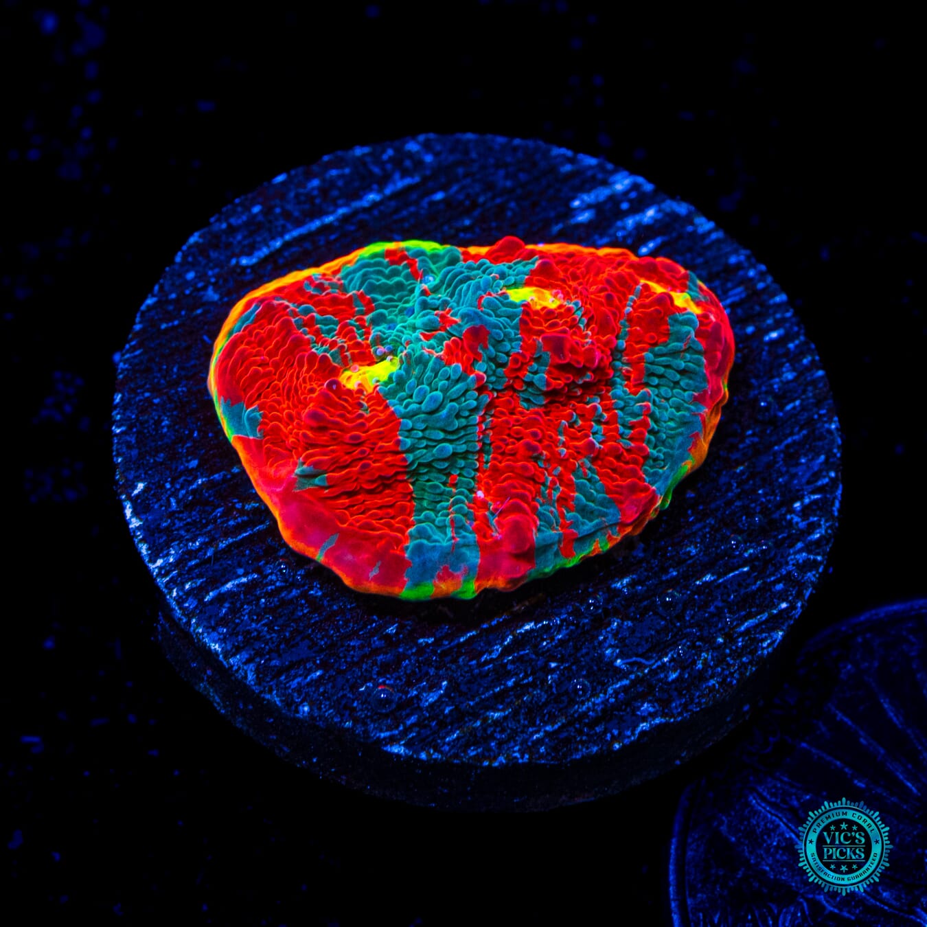 WWC Knockout Rainbow Chalice