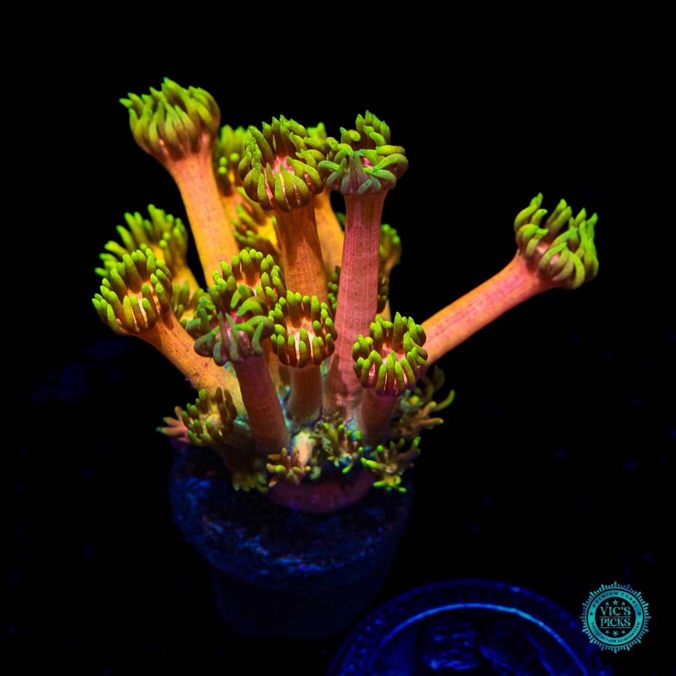 WWC Fruit Daddy Goniopora