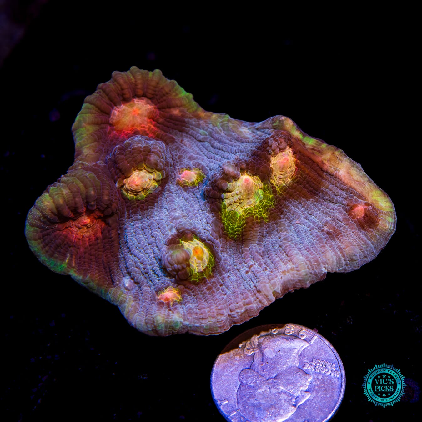 WWC Shattered Star Mycedium Chalice