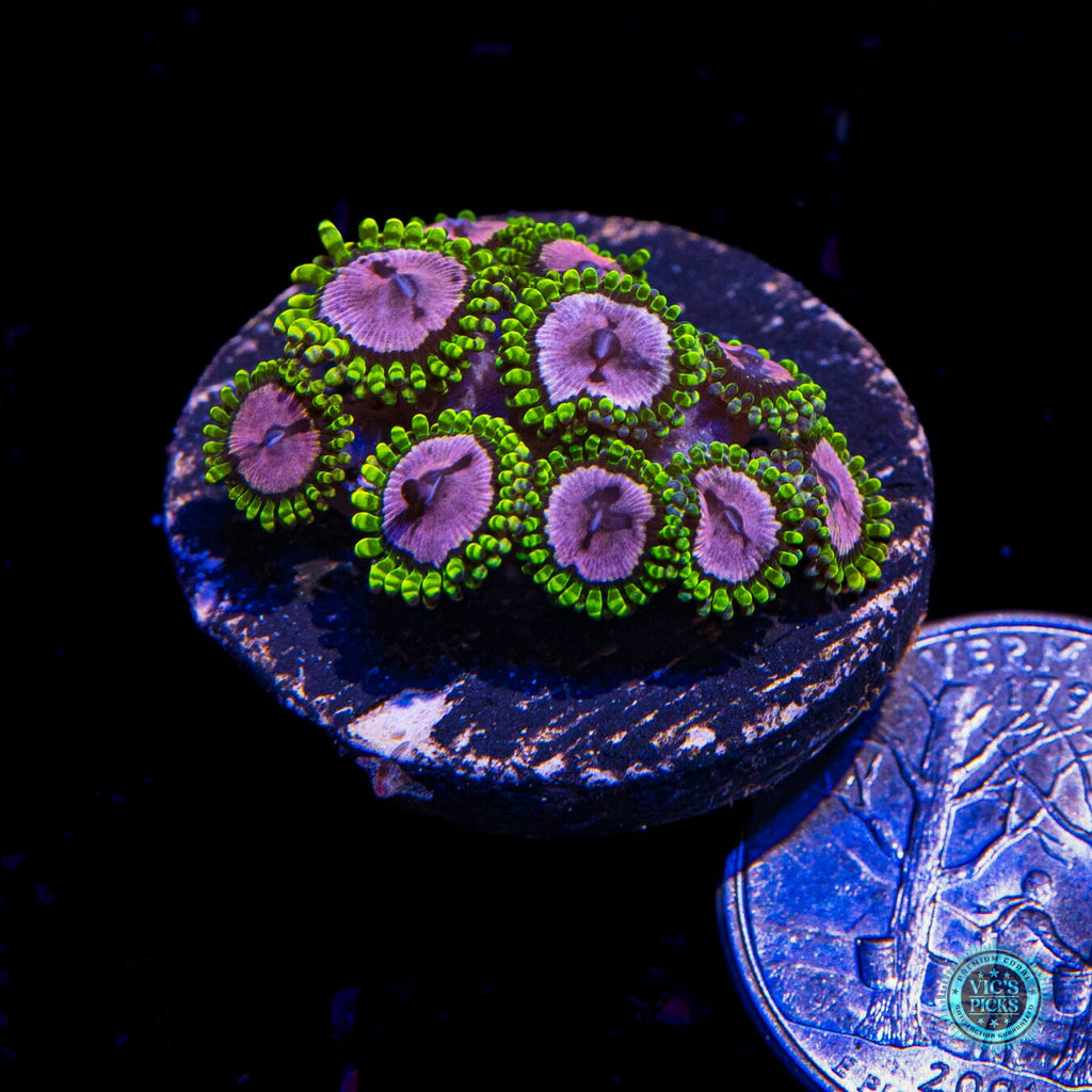 WWC Purple Monster Zoanthids