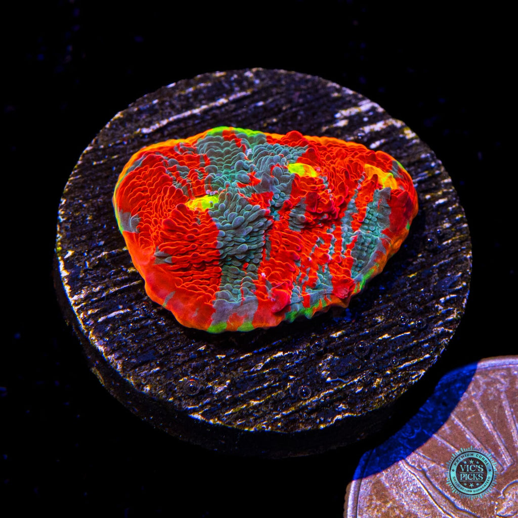 WWC Knockout Rainbow Chalice