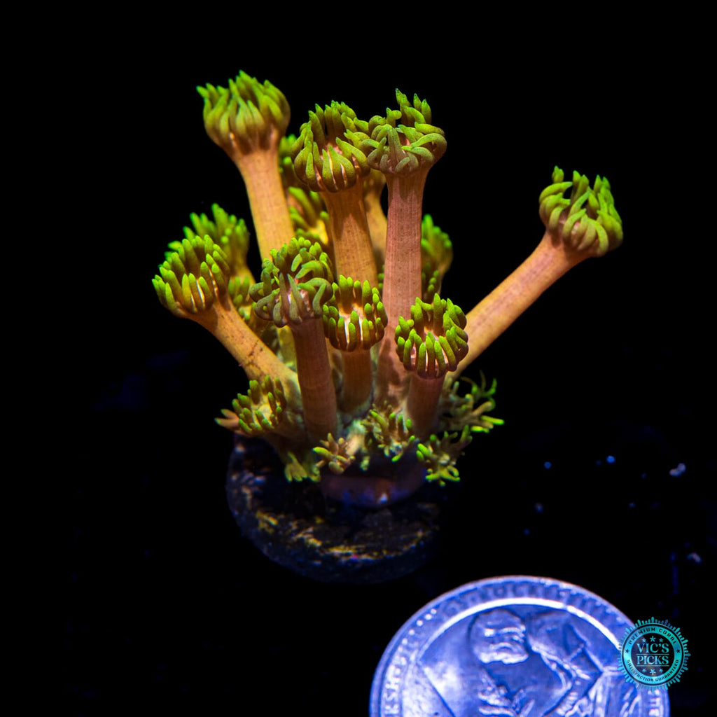 WWC Fruit Daddy Goniopora