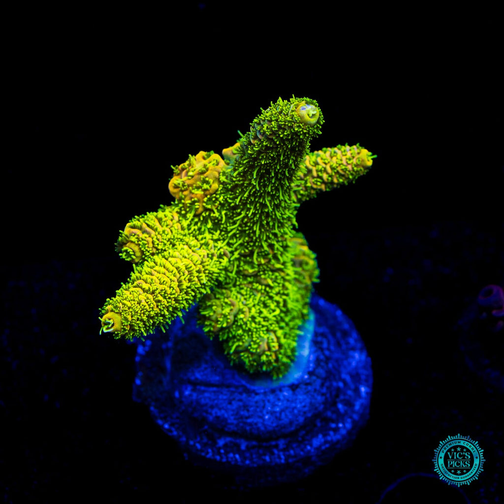 WWC Cactus Cooler Mille Acropora