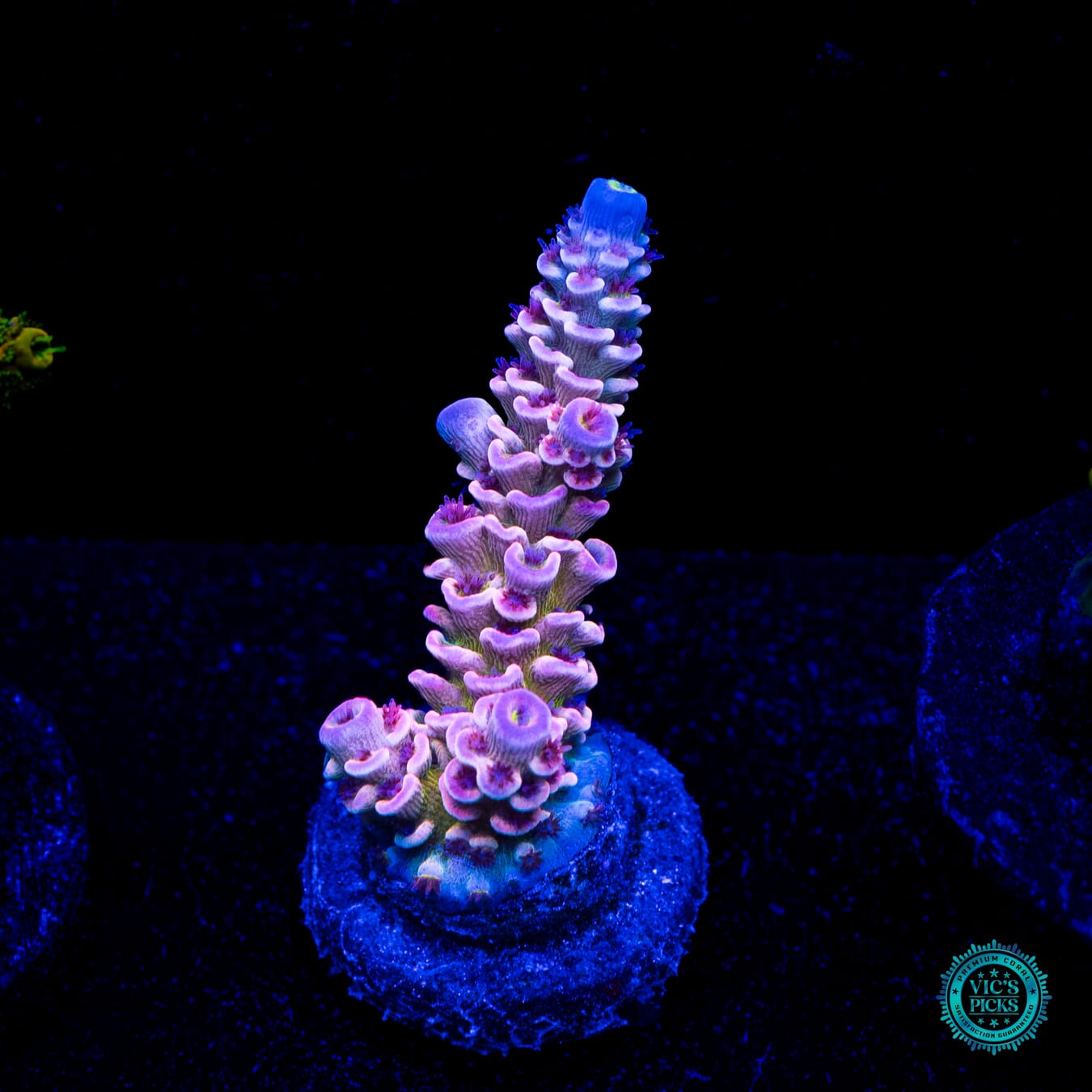WWC Paradise Tenuis Acropora