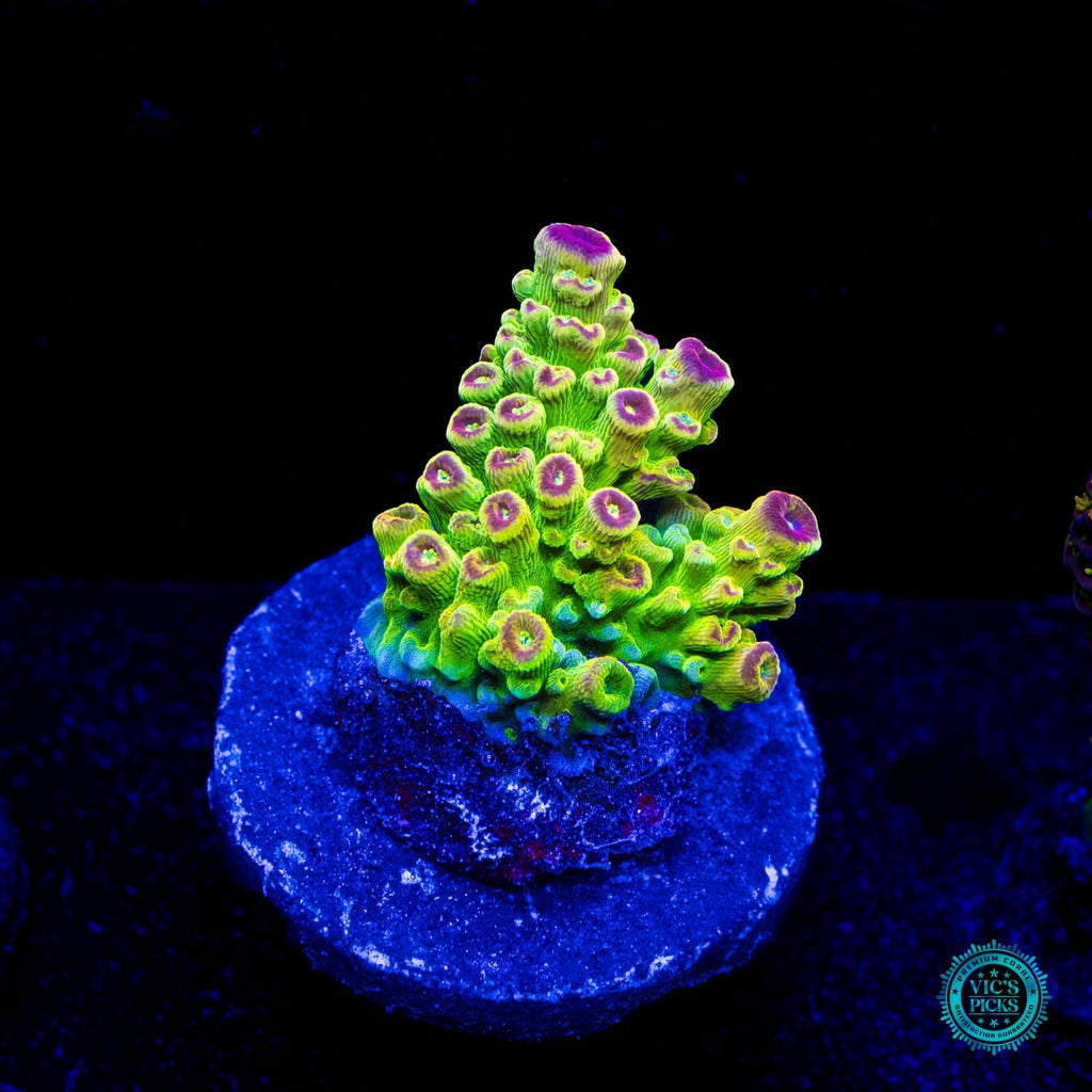 WWC Captain Caveman Acropora
