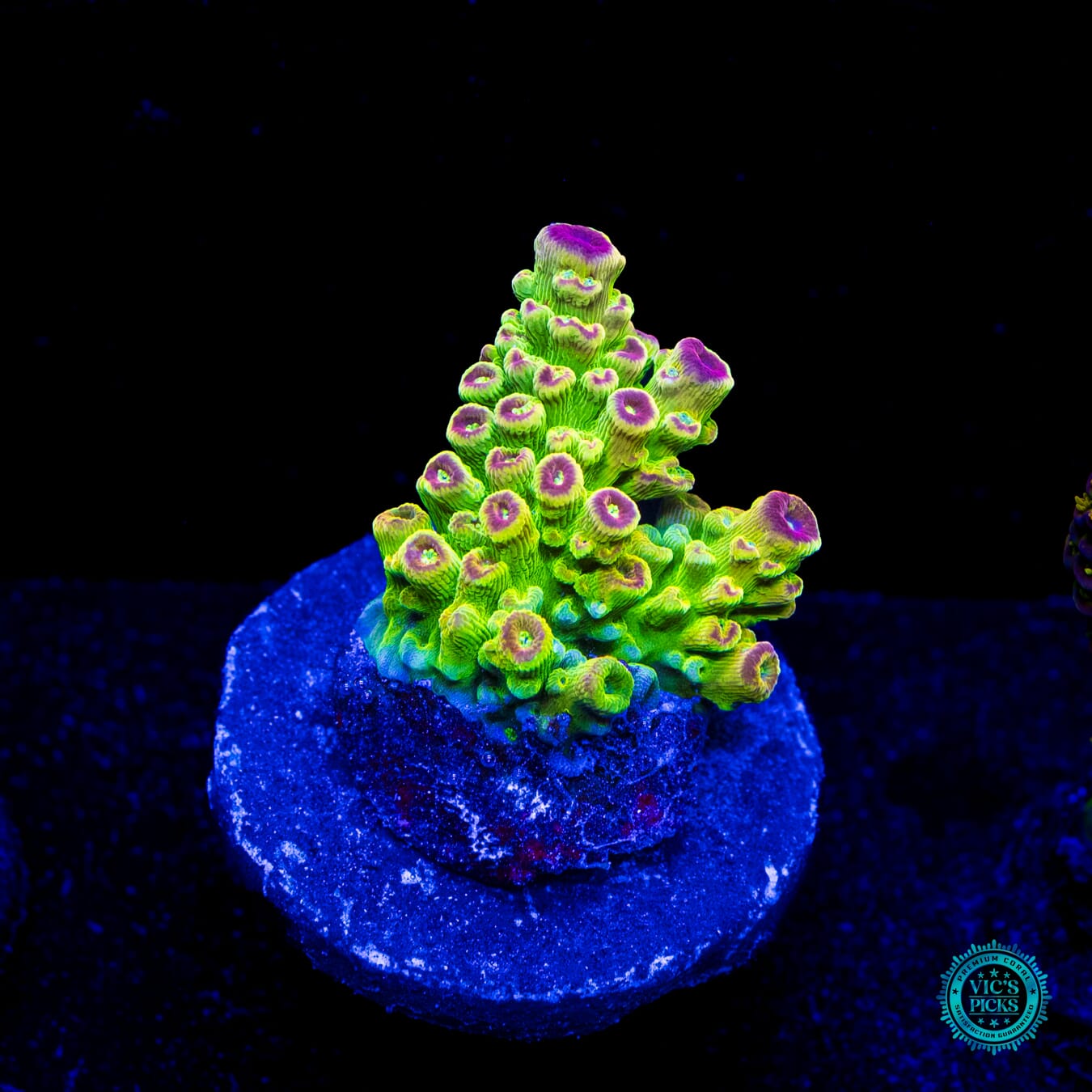 WWC Captain Caveman Acropora