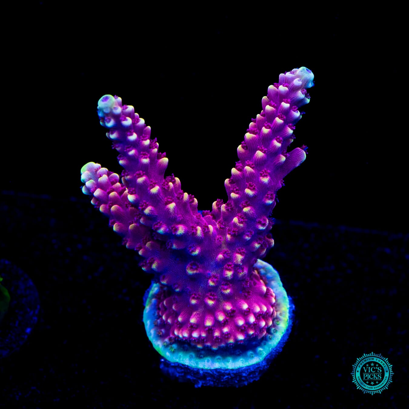 WWC Terra Red Acropora